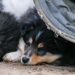 V-Wurf. Foto Zoony, April 2016