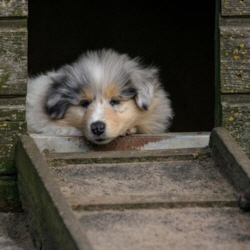 V-Wurf. Foto Zoony, April 2016