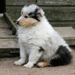 V-Wurf. Foto Zoony, April 2016