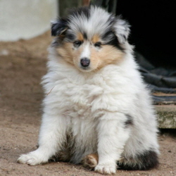 V-Wurf. Foto Zoony, April 2016