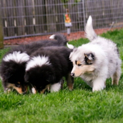 V-Wurf. Foto Zoony, April 2016 V-Wurf. Foto Zoony, April 2016