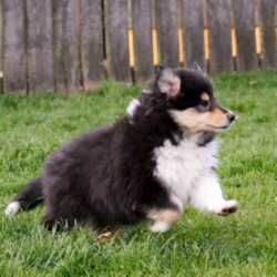 V-Wurf. Foto Zoony, April 2016