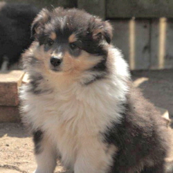 V-Wurf. Foto Zoony, April 2016 V-Wurf. Foto Zoony, April 2016