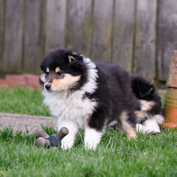 V-Wurf. Foto Zoony, April 2016