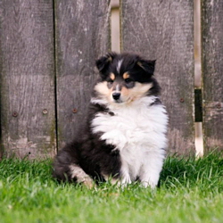 V-Wurf. Foto Zoony, April 2016