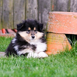 V-Wurf. Foto Zoony, April 2016