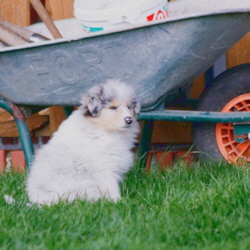 V-Wurf. Foto Zoony, April 2016