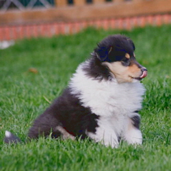 V-Wurf. Foto Zoony, April 2016