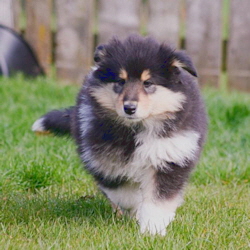 V-Wurf. Foto Zoony, April 2016 V-Wurf. Foto Zoony, April 2016