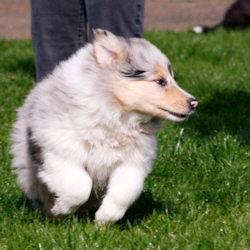 V-Wurf. Foto Zoony, April 2016