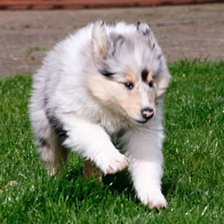 V-Wurf. Foto Zoony, April 2016