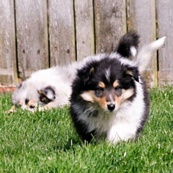 V-Wurf. Foto Zoony, April 2016