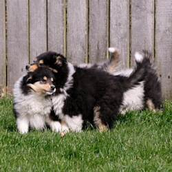 V-Wurf. Foto Zoony, April 2016 V-Wurf. Foto Zoony, April 2016