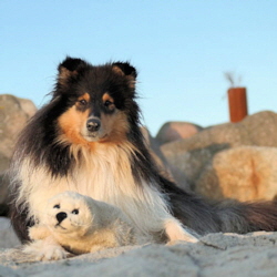 Viola of Castle Garden