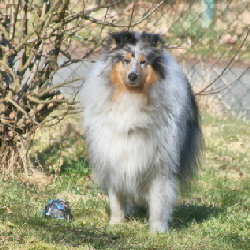 Vita of Castle Garden