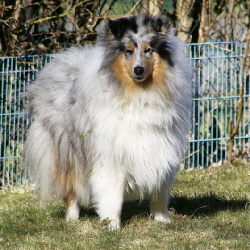 Vita of Castle Garden