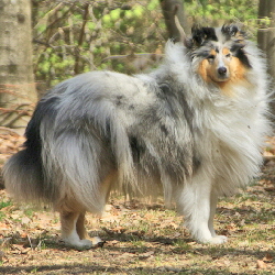 Vita of Castle Garden