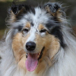 Vita of Castle Garden