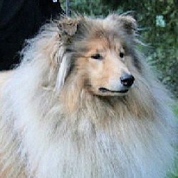 Amos vom Drachenfelser Ländchen