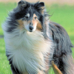 Gershwin Black Lazar v.d. Ruhrstadt