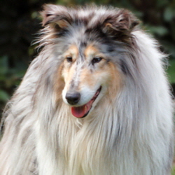 Ch. Jennifer Blue Gershwin v.d. Ruhrstadt