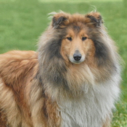 Honey Moon Magic v. Four Colours