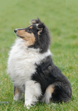 Cindy-Lou of Castle Garden