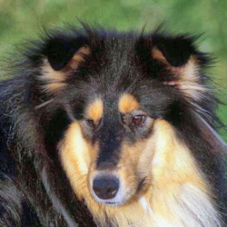 Grynet of Castle Garden