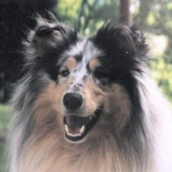 Blue Kristall of Castle Garden