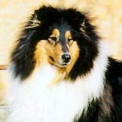 Ch. Manico's Wind and Fire