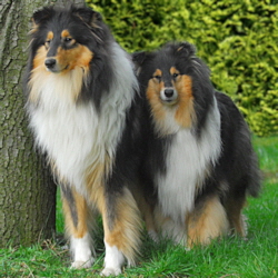 Enrico Black Gino of Castle Garden mit seiner Mutter Harriet