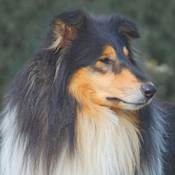 Enrico Black Gino of Castle Garden